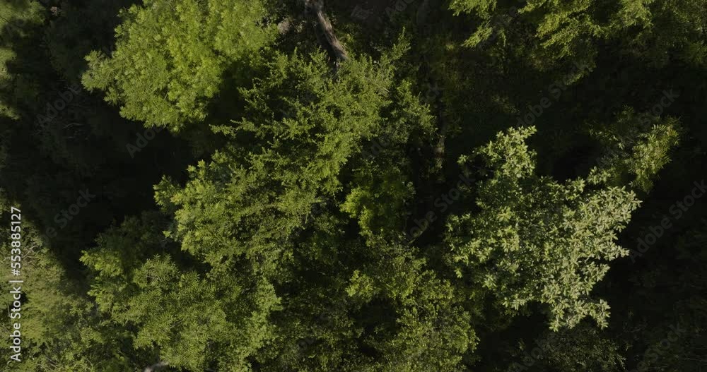 Tree Foliage Canopies In Tropical Forest In Borjomi Central Park, Georgia. Aerial Shot Tree Foliage Canopies In Tropical Forest In Borjomi Central Park, Georgia. Aerial Shot