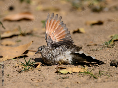 Scaled Dove with open wings resting  on the ground