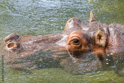  headshot of a hippopotamus swimming selective focus on the eye