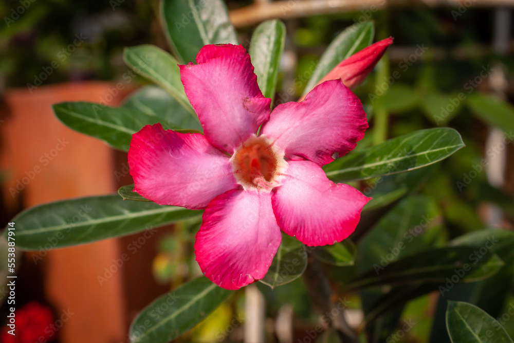 flower in garden natural outdoor flower in garden natural outdoor