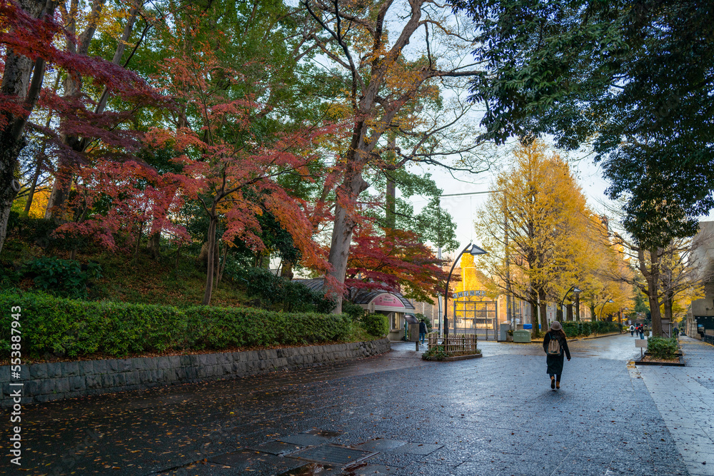 晩秋の上野公園