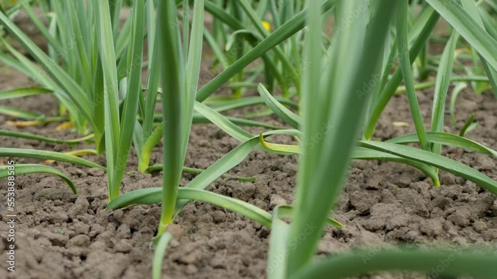 Green garlics plantation in garden. Agriculture for growing vegetables. Organic farming. Natural spicy food ingredient. Organic farm, agriculture sector Green garlics plantation in garden. Agriculture for growing vegetables. Organic farming. Natural spicy food ingredient. Organic farm, agriculture sector