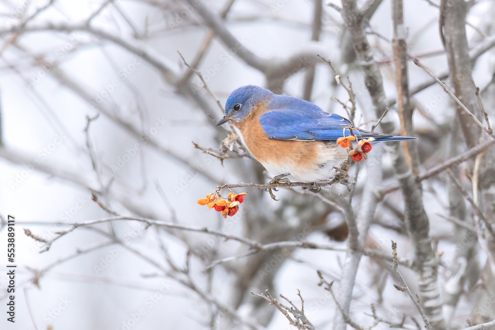 Eastern Bluebird feeding on berries in winter Eastern Bluebird feeding on berries in winter