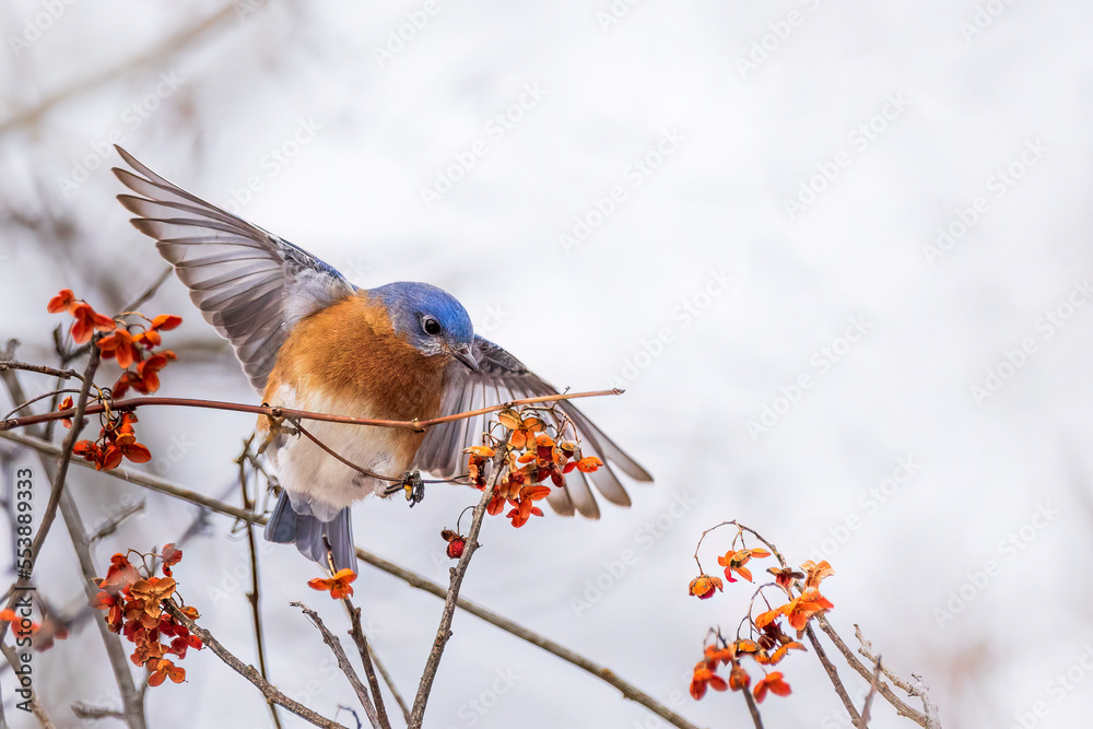 Eastern Bluebird feeding on berries in winter