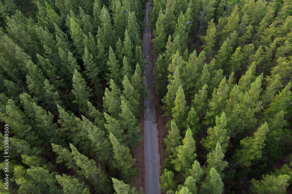 aerial view aerial green forest scenery natural scenery and roads that intersect concept of adventure travel and transportation.