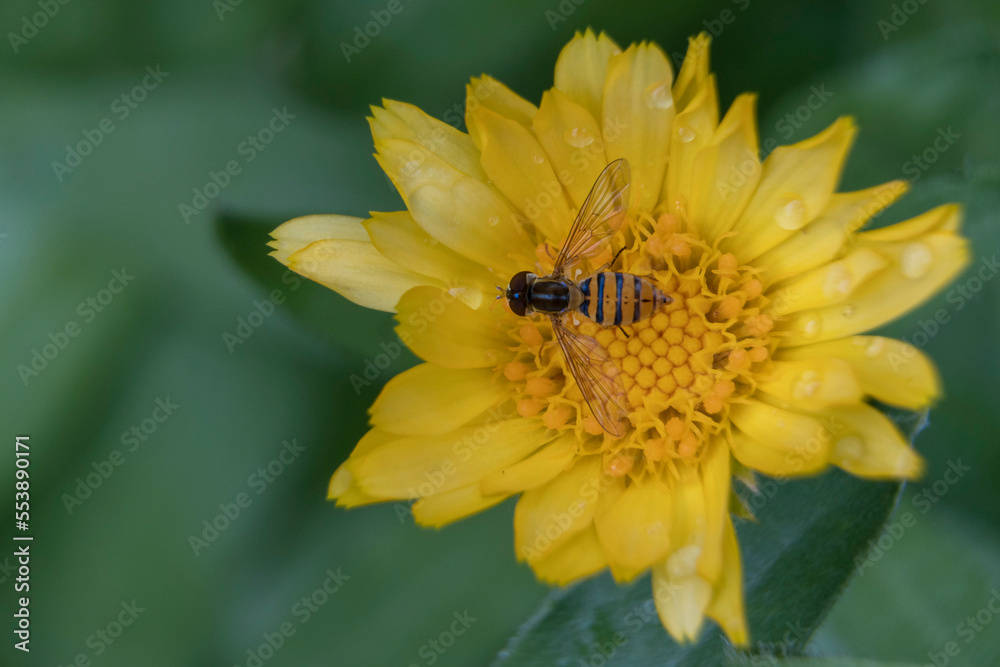 Close-up of a dipteran on a common marigold flower. Close-up of a dipteran on a common marigold flower.