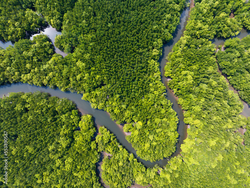 Amazing abundant mangrove forest, Aerial view of forest trees Rainforest ecosystem and healthy environment background, Texture of green trees forest top down, High angle view photo