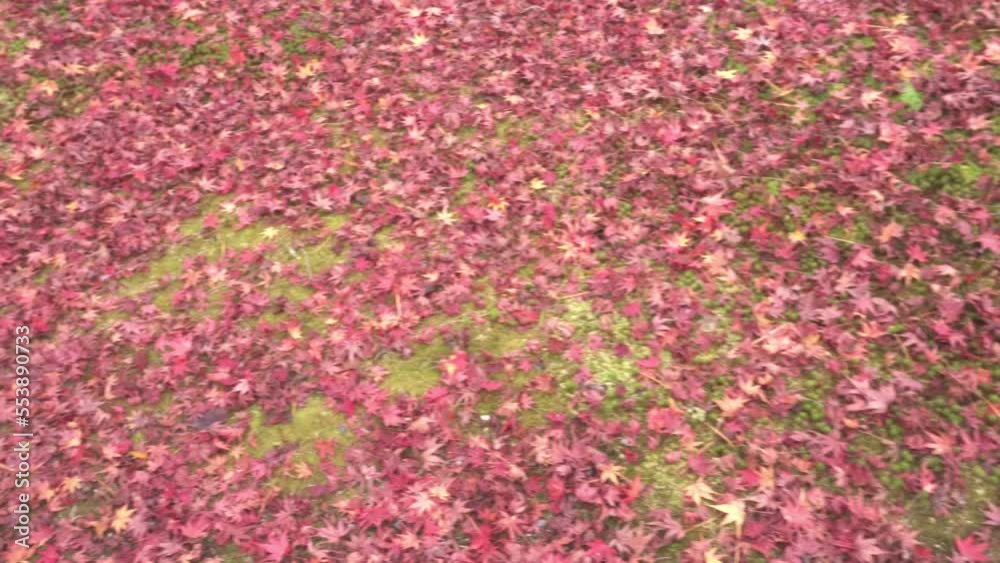 Moving on the fallen leaves, which red maple leaves, all over the ground. Kyoto, Japan. Moving on the fallen leaves, which red maple leaves, all over the ground. Kyoto, Japan.