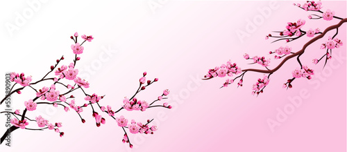 realistic sakura blooming flowers 

isolated