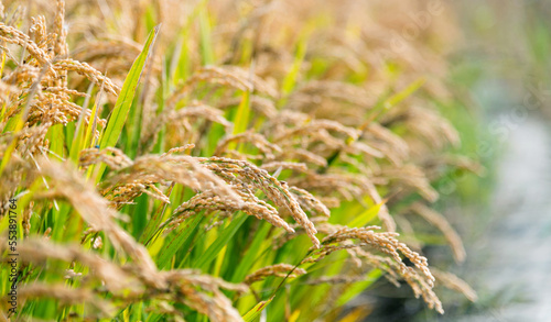Golden rice field in autumn