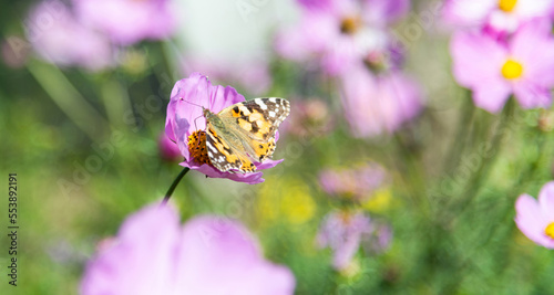 Butterfly flying on cosmos flower