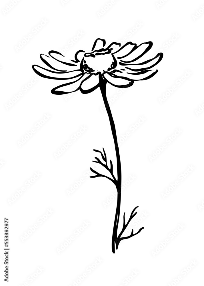Obraz premium Daisy flower monochrome freehand line art botanical sketch.