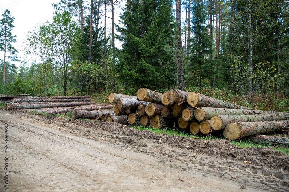 Forest birches, pines and spruces. Piles of logs, logging of the woodworking. Forest birches, pines and spruces. Piles of logs, logging of the woodworking.