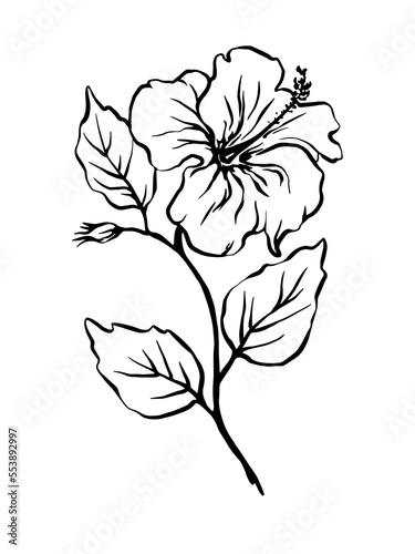 Hand drawn hibiscus flowers and leaves  freehand outline monochrome vector illustration. 