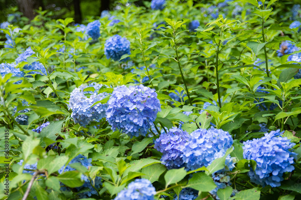 美しいブルーの紫陽花の群生 The beautiful cluster of Japanese hydrangeas 美しいブルーの紫陽花の群生 The beautiful cluster of Japanese hydrangeas