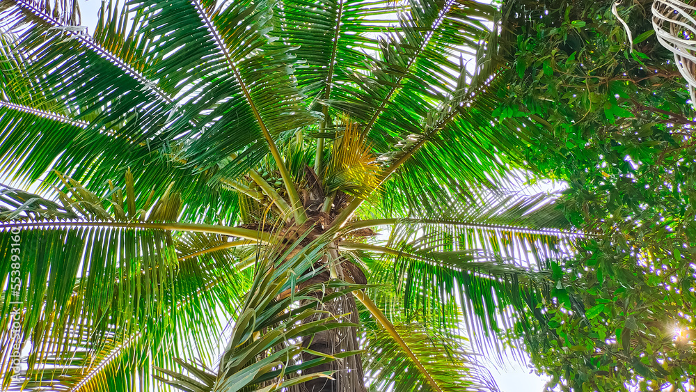 Coconut palm trees bottom view. Beautiful green coconut tree is started fruiting in winter, copy space Coconut palm trees bottom view. Beautiful green coconut tree is started fruiting in winter, copy space
