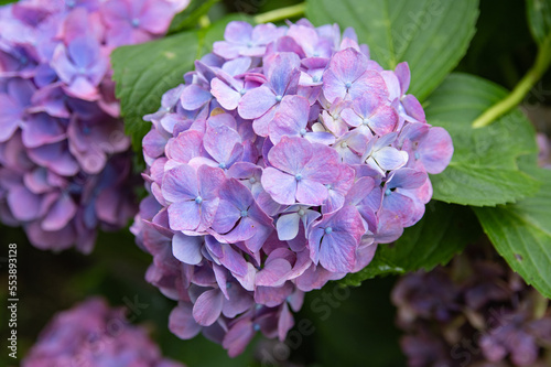 紫のアジサイのアップ The closed-up Japanese hydrangea flower