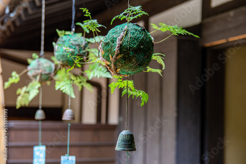 Fotografie 日本の夏の風景　釣り忍（つりしのぶ）Hanging fernery wind-bells which is traditional Japanese decor