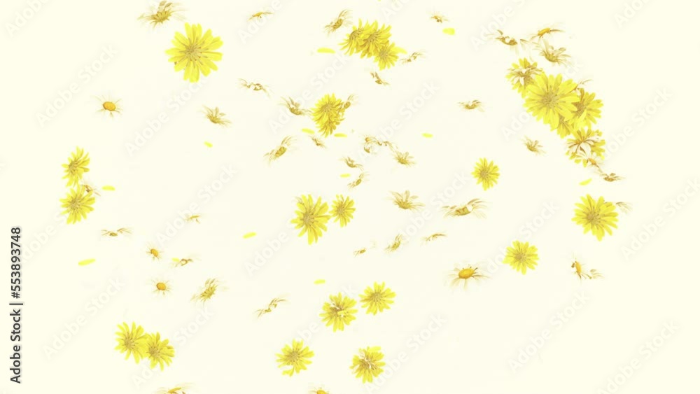 Flower and Petals Blast on White Background. Blast of flower on white background Flower and Petals Blast on White Background. Blast of flower on white background