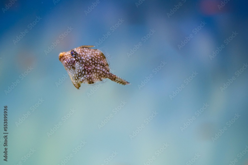 Obraz premium 子供のカワハギ