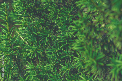 Fototapeta Naklejka Na Ścianę i Meble -  Taxus baccata green twig texture. Berry yew plant texture background.