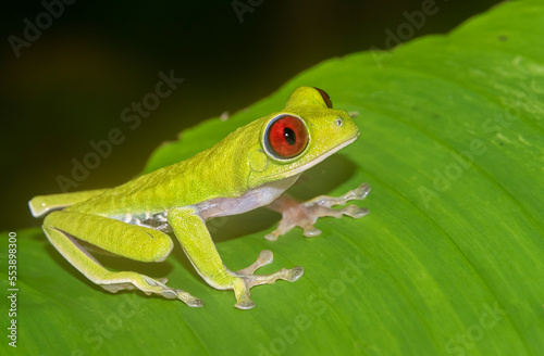 
Red-eyed tree frog (Agalychnis callidryas) singing in the night, Costa Rica
