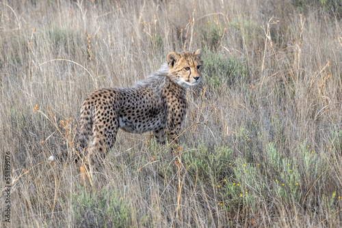 Photography Cheetah Cub Standing in the Grass on the Savannah