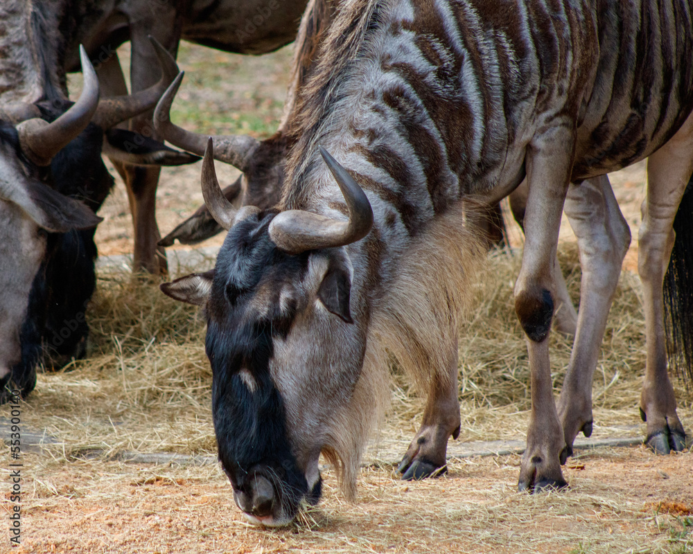 Fototapeta premium wildebeest