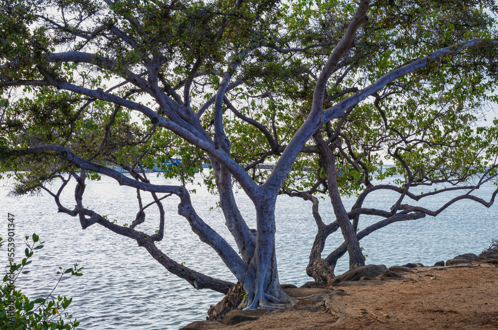 Tress on the Oceans Edge.