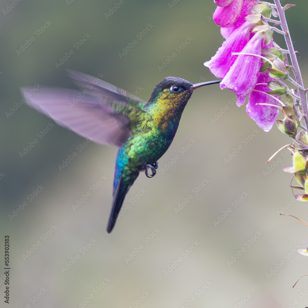 Fototapeta premium a close shot of a fiery-throated hummingbird feeding on a foxglove flower at a garden
