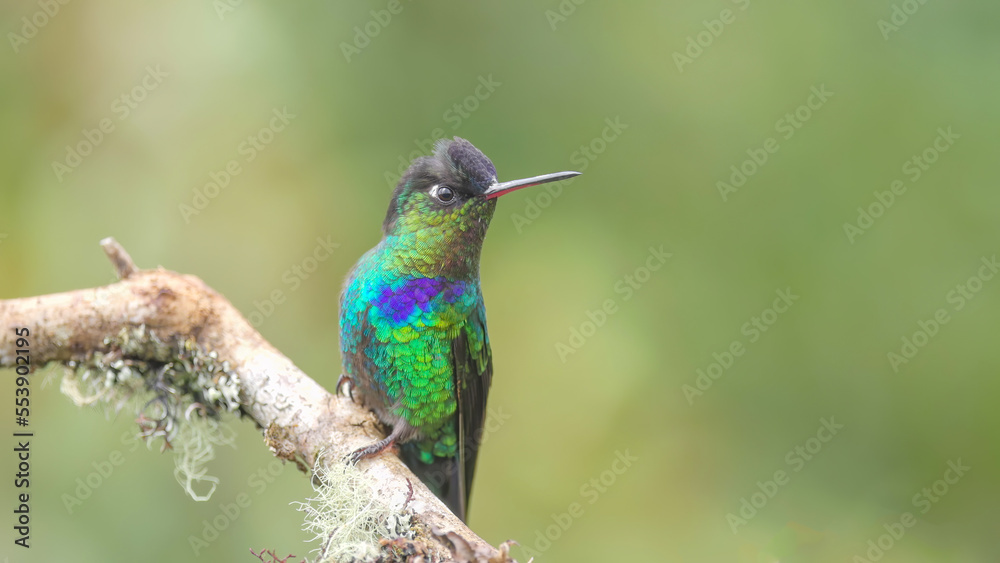 front shot of a fiery-throated hummingbird on a perch at a garden