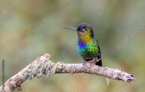 a fiery-throated hummingbird facing left on a perch in costa rica