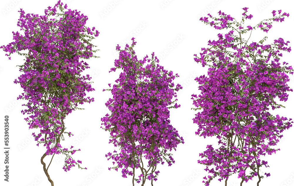 wall climbing plant no shadow arch viz hq cutout
