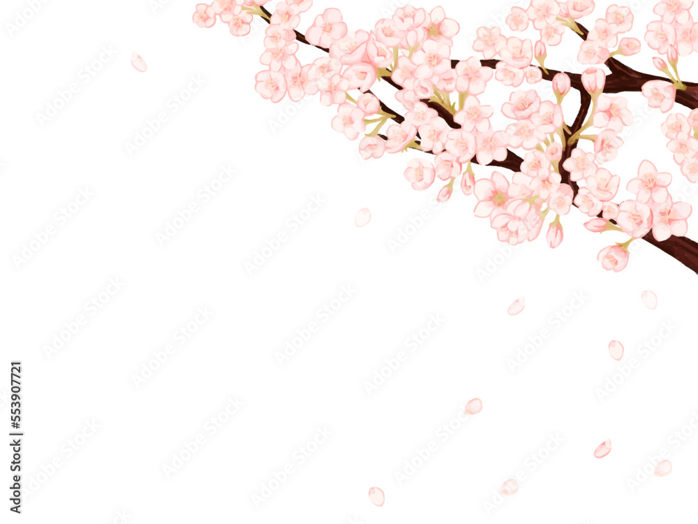 Naklejka premium 桜の花びらが散る春の白背景フレーム