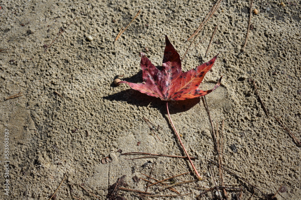 Red Sweetgum Leaf along Trail in North Carolina Red Sweetgum Leaf along Trail in North Carolina