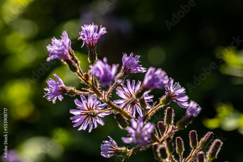Cicerbita alpina flower growing in mountains, close up	