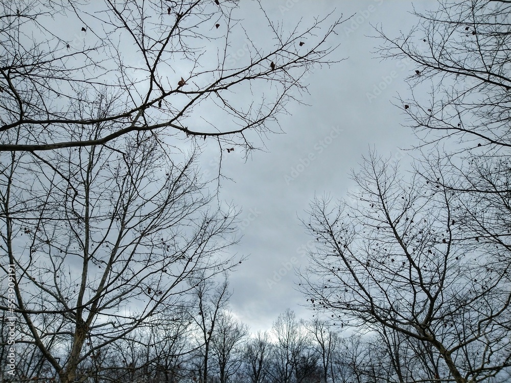 Overcast December Sky Over Bare Trees Overcast December Sky Over Bare Trees