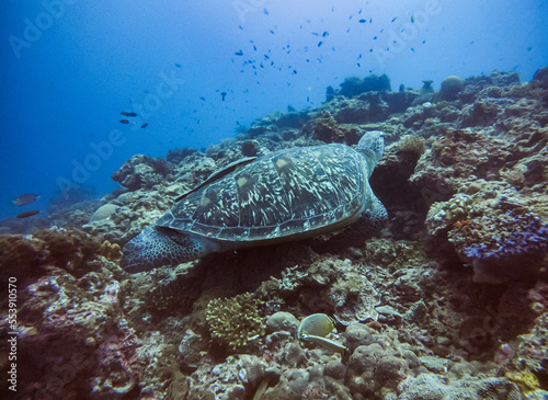 green sea turtle and coral reef in turquoise tropical water indonesia