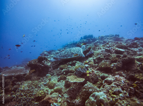 green turtle on coral reef in tropical water indonesia