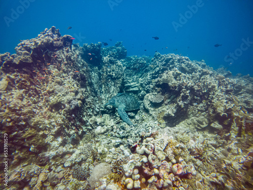 green turtle on tropical coral reef indonesia
