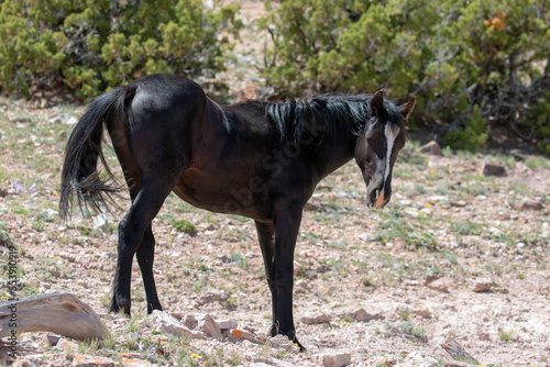 Young black stallion wild horse on mineral lick hill in the western United States