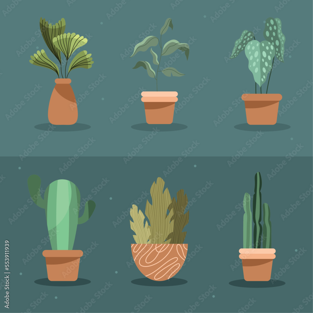 six houseplants in pots six houseplants in pots