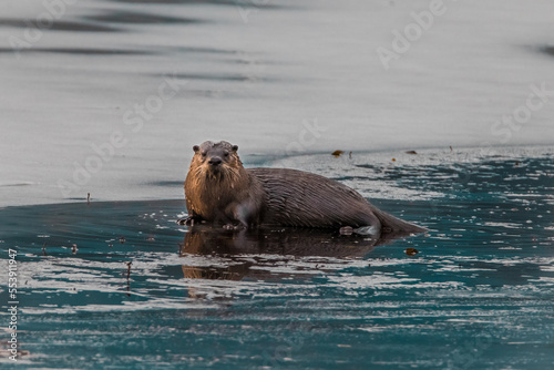 River Otter on Ice Pond
