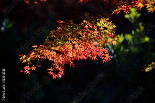 愛知県豊田市足助町 紅葉した秋の香嵐渓