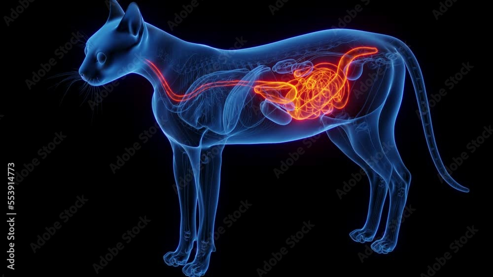 3D medical animation of a cat's digestive organs 3D medical animation of a cat's digestive organs