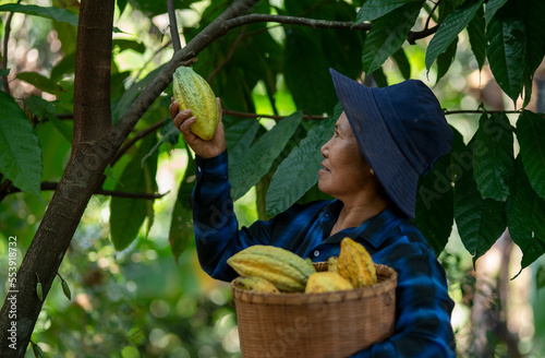 Asian Senior smile woman hand holding basket of harvested cacao  pods photo