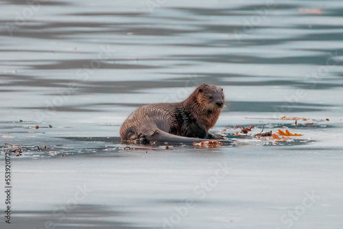 River Otter Fishing on an Ice Pond