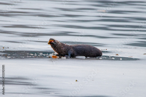 River Otter on Ice Pond Fishing
