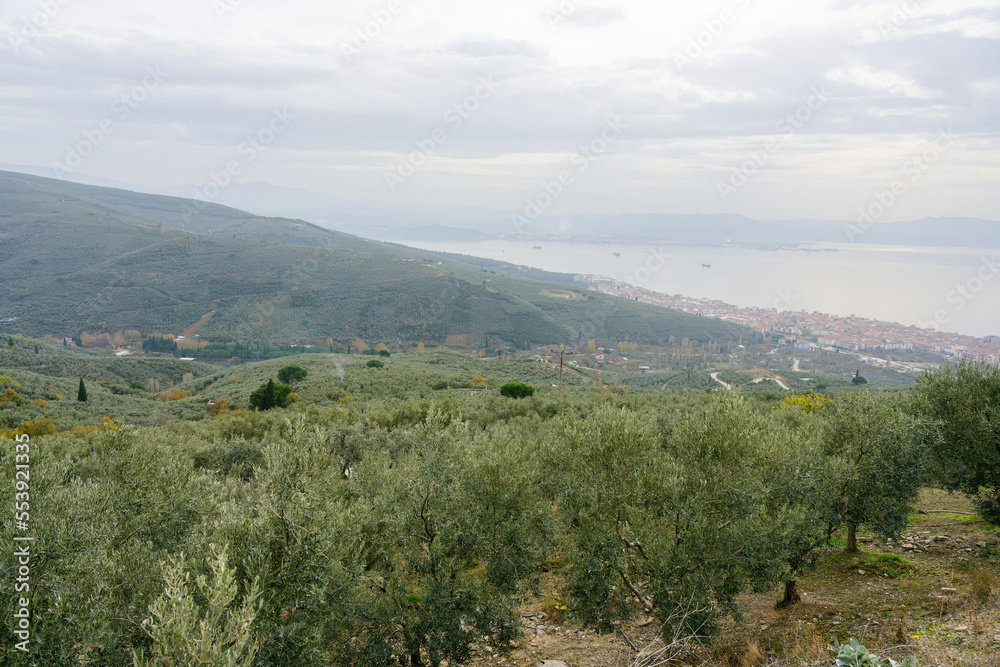 Olive trees full of olives. Gemlik olive tree gardens. Selective focus. Gemlik district. Turkey.