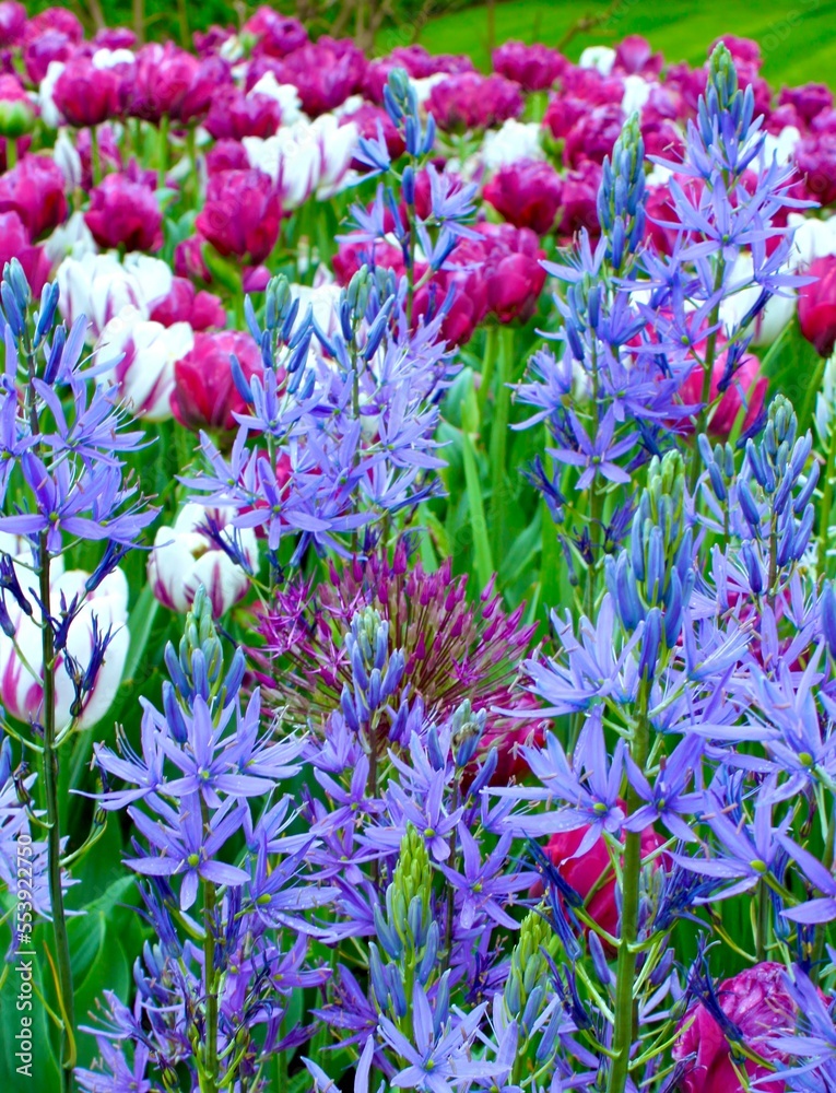 Spring blooms Spring blooms